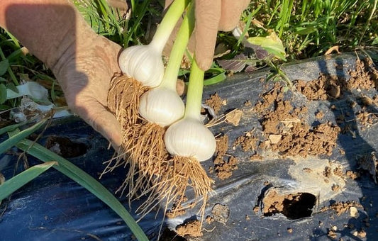 Garlic Growing Guide