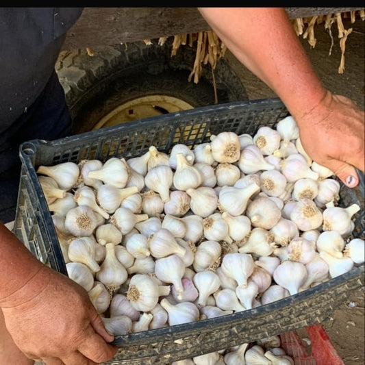 Planting Hardneck Garlic in the Fall