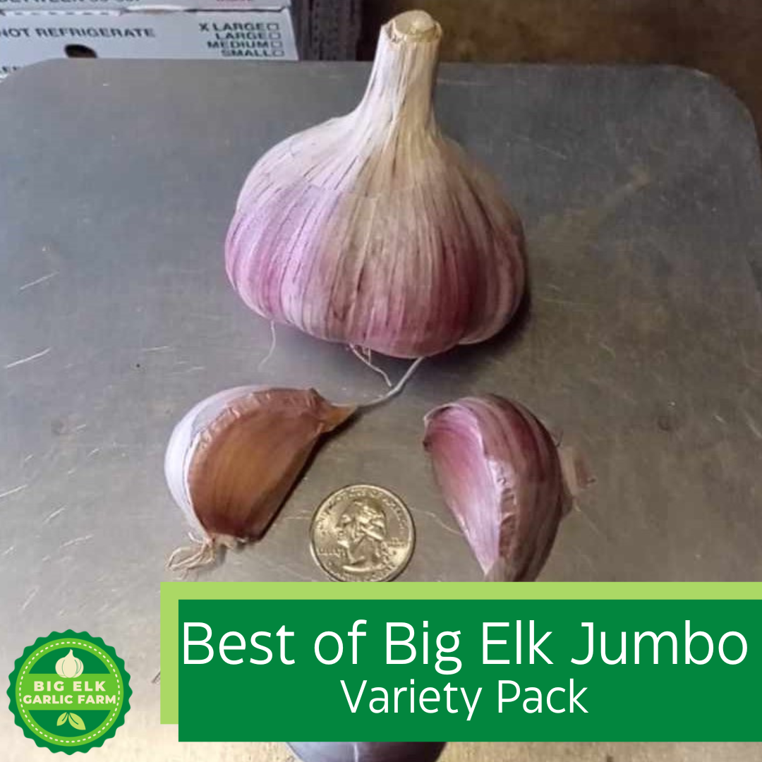 Best of Big Elk Jumbo Garlic Variety Pack