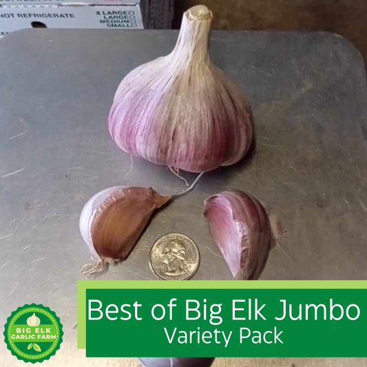 2024 PRE-ORDER Best of Big Elk Jumbo Garlic Variety Pack