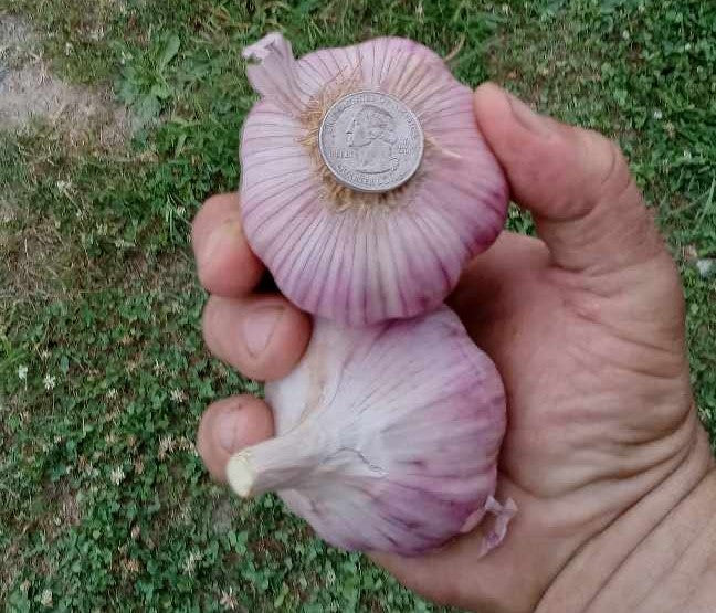 Best of Big Elk Jumbo Garlic Variety Pack