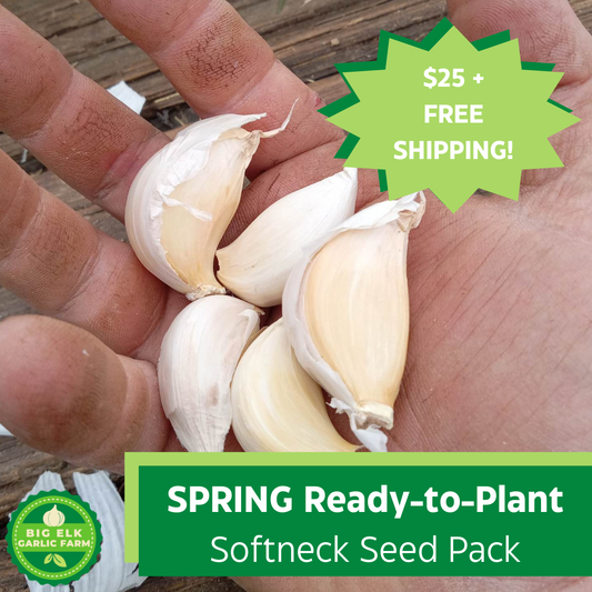 Softneck Ready-to-Plant SPRING Garlic Seed Pack