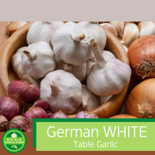 2024 PRE-ORDER 'German White' Culinary/Table Garlic [$26/lb]