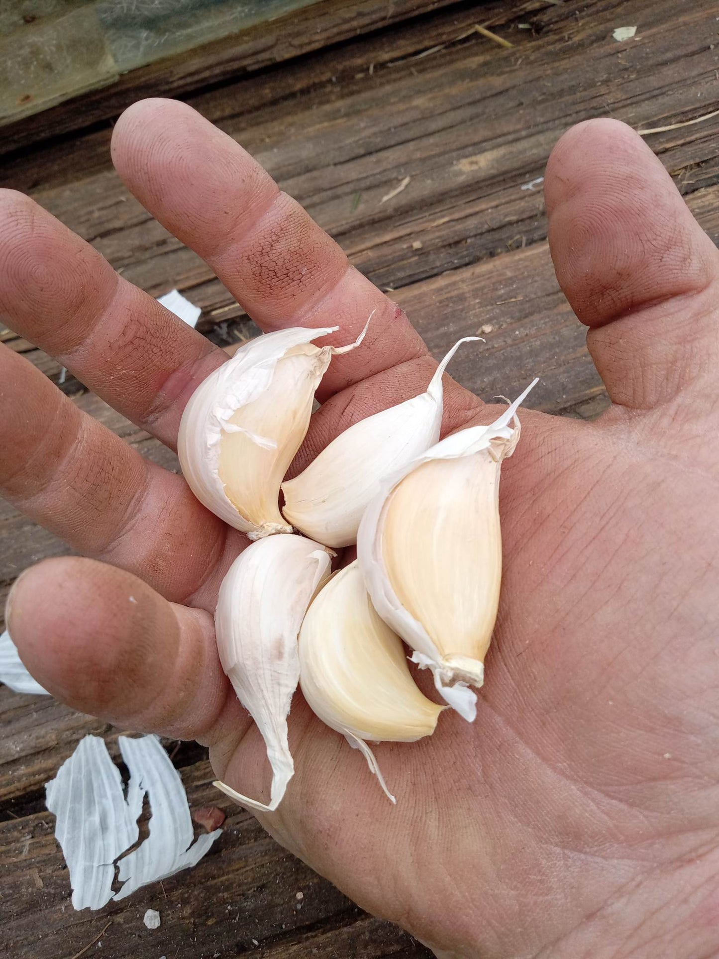 Softneck SPRING Garlic [$26/LB]
