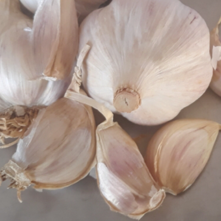 2024 PRE-ORDER ‘German White’ Seed Garlic [$26/LB]
