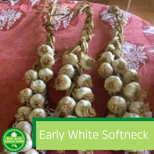 2024 PRE-ORDER Early White Softneck Garlic [26/lb]
