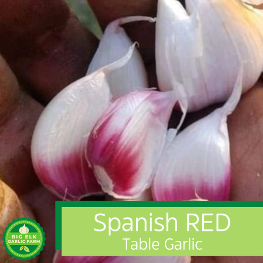 2024 PRE-ORDER 'Spanish Red' Culinary/Table Garlic [$26/LB]