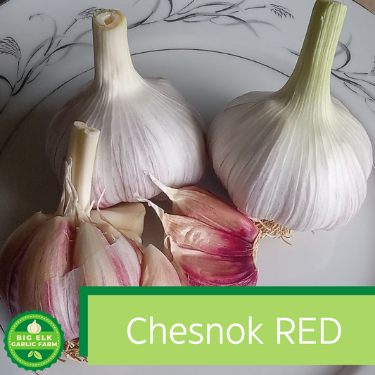 2024 PRE-ORDER 'Chesnok Red' Seed Garlic [$26/LB]