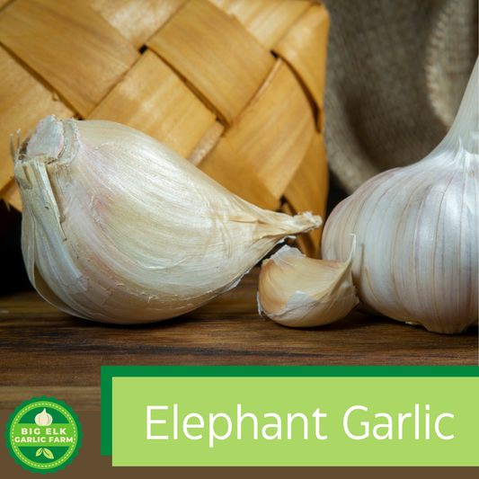 2024 PRE-ORDER 'Elephant' Seed Garlic [$26/LB]