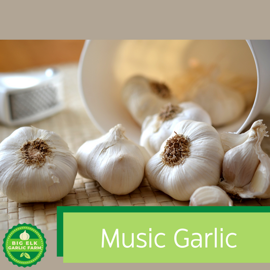 2024 PRE-ORDER ‘Music’ Seed Garlic [$26/LB]