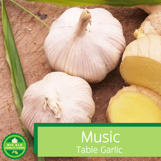 2024 PRE-ORDER 'Music' Culinary/Table Garlic [$26/LB]