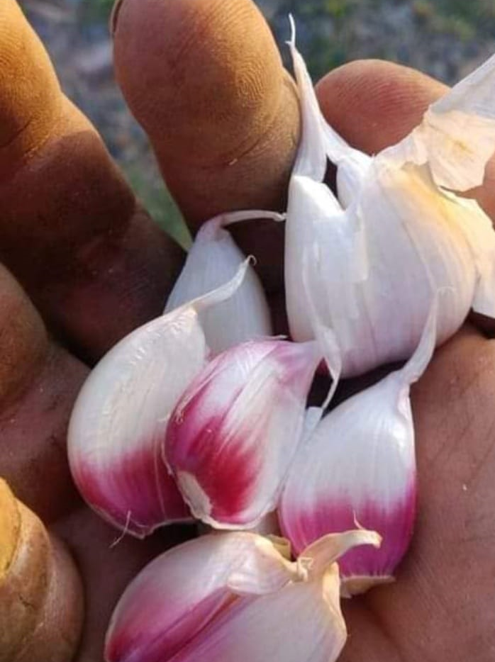 2024 PRE-ORDER ‘Spanish Red’ Seed Garlic [$26/LB]