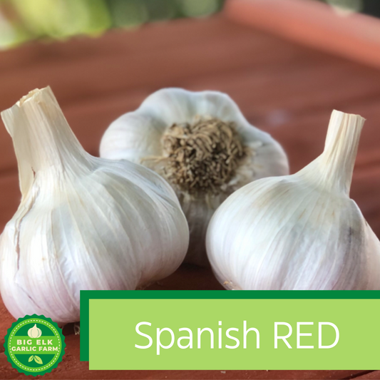 2024 PRE-ORDER ‘Spanish Red’ Seed Garlic [$26/LB]