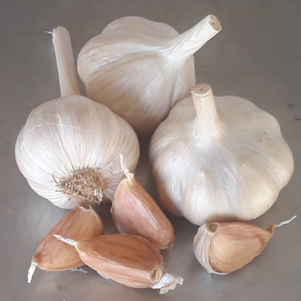 2024 PRE-ORDER ‘Ukrainian Red’ Seed Garlic [$26/LB]