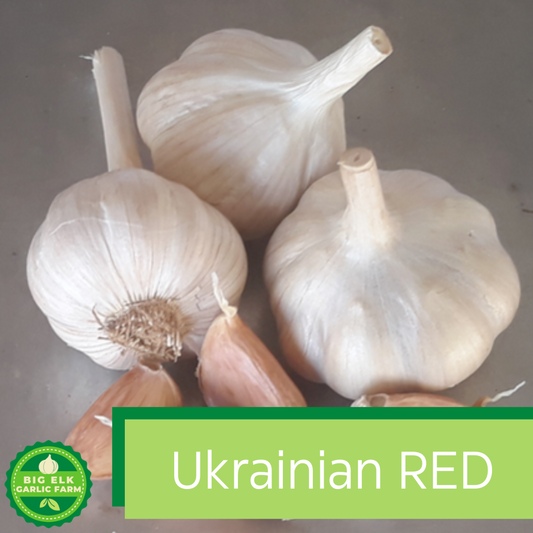 2024 PRE-ORDER ‘Ukrainian Red’ Seed Garlic [$26/LB]