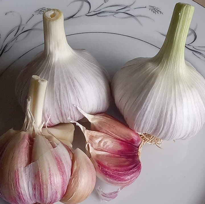 2024 PRE-ORDER 'Chesnok Red' Seed Garlic [$26/LB]